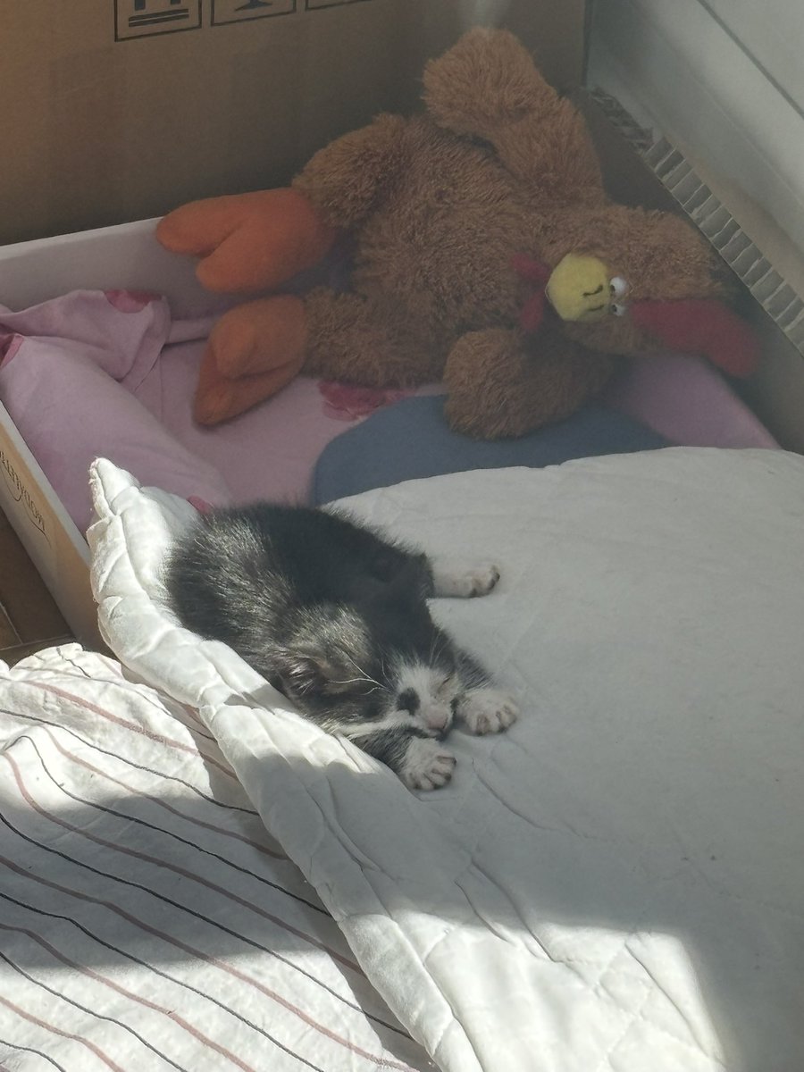 ecemantary tweet media