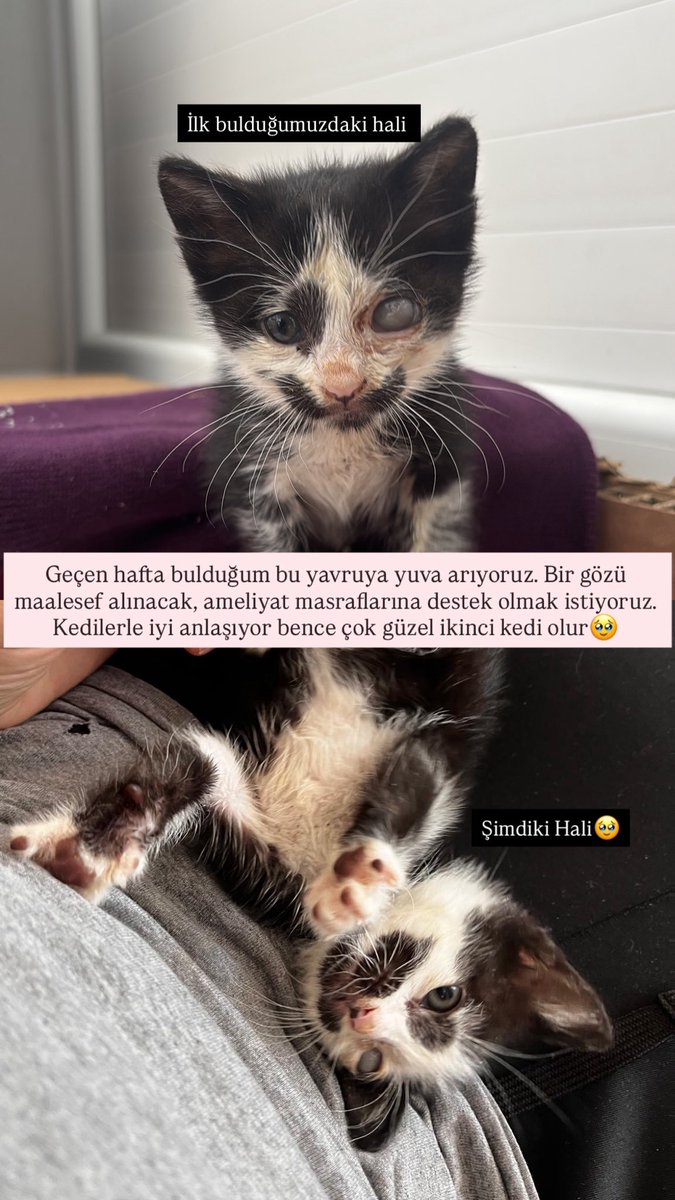 ecemantary tweet media