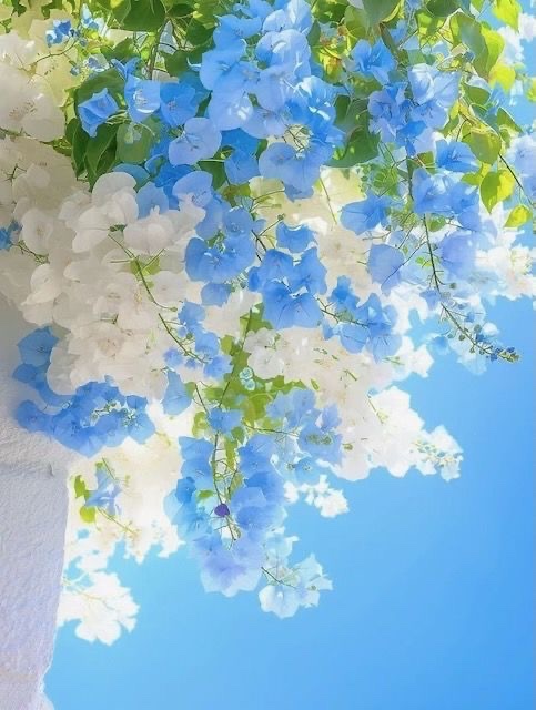 Vaporis 𓆝 𓆟 𓆞 tweet media