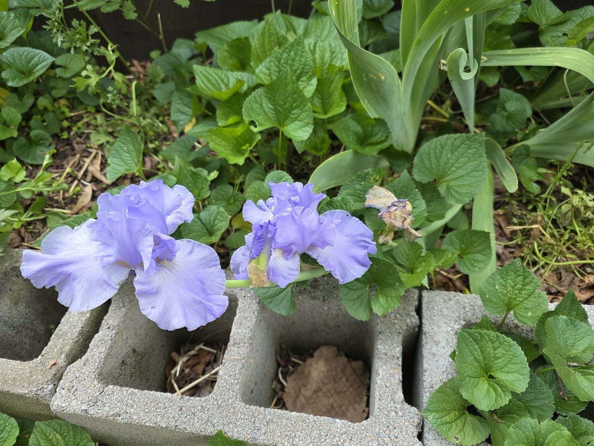 American Patriot Press 🇺🇸 tweet media