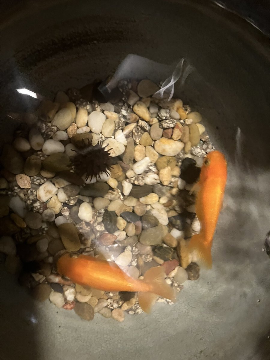 うちのきんちゃんたちのとこに煮沸消毒したやつ一個入れてみた