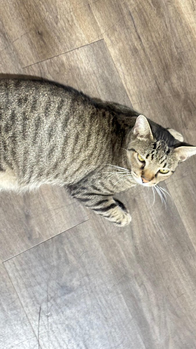 sisi⋆˚࿔ tweet media