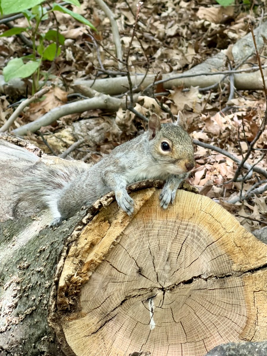 Fuzzy Squirrels tweet media