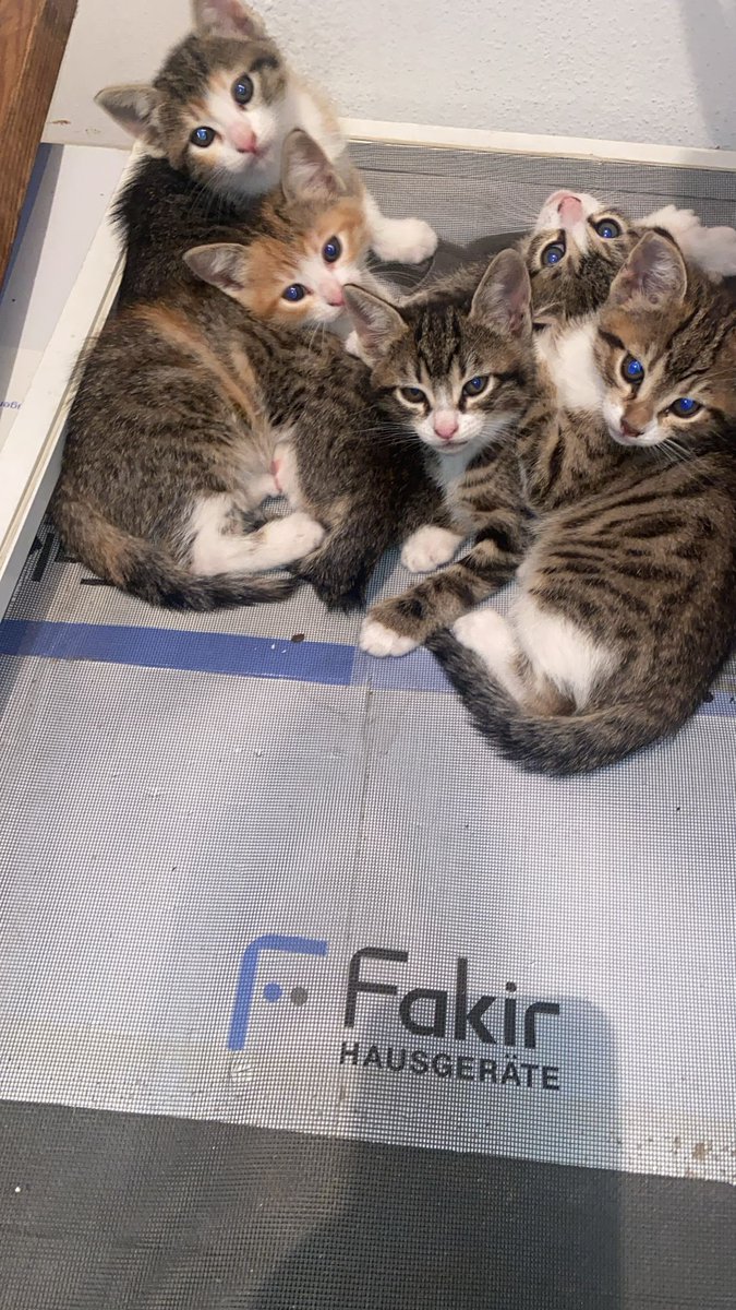 İSTANBUL BAHÇELİEVLER
 5 KARDEŞ 
1,5 AYLIKLAR YUVA ARIYORLAR❤️😍