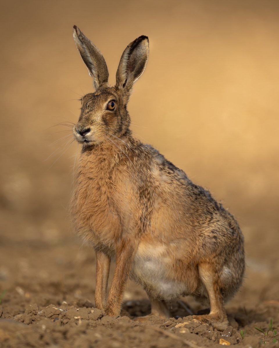 Paul__Browning_'s tweet image. This is a pregnant doe hare ..

She will box fight you or any raptor that goes near her or her leverets 🐇😍

#wildlifephotography
