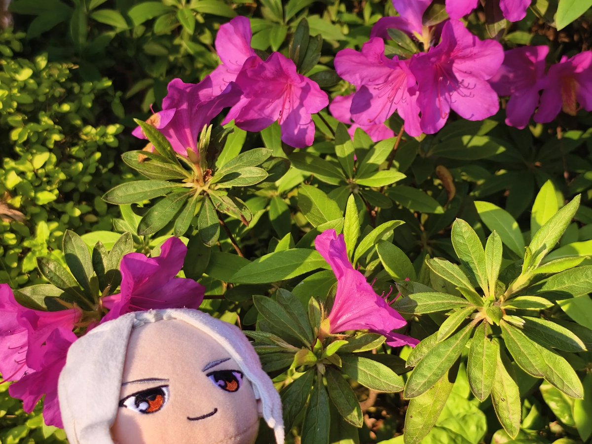芋 tweet media