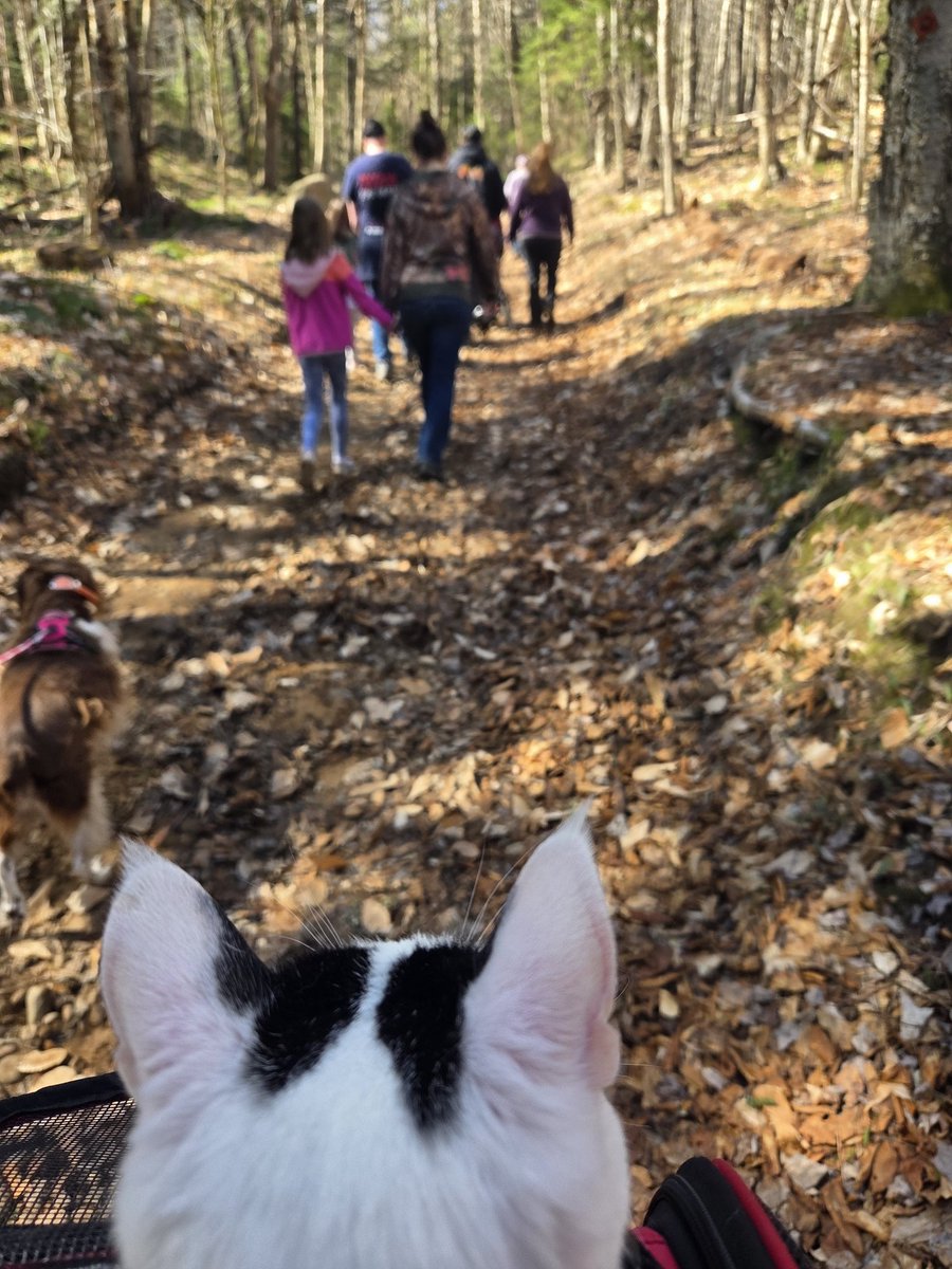 TheSprinklesCat's tweet image. We went for a Trail Run/Walk for a FAA Camp fundraiser today, wif my family! Lots to look at + smell! I was the 1st cat to do it! It was purrty! Hope mew have a purrfect #SundayFunday! #cowcat #CatsOfTwitterX #AdoptDontShop #StaySafeFurrends