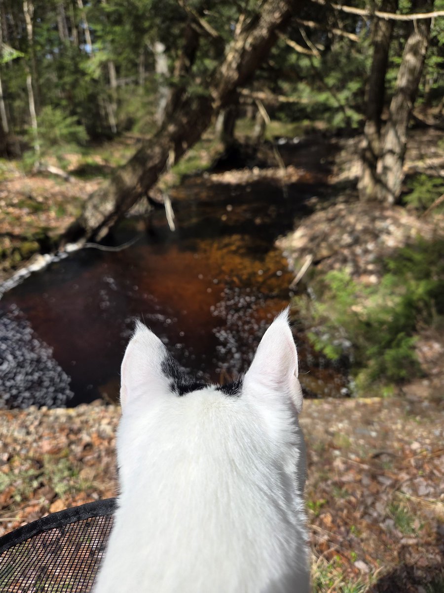 TheSprinklesCat's tweet image. We went for a Trail Run/Walk for a FAA Camp fundraiser today, wif my family! Lots to look at + smell! I was the 1st cat to do it! It was purrty! Hope mew have a purrfect #SundayFunday! #cowcat #CatsOfTwitterX #AdoptDontShop #StaySafeFurrends
