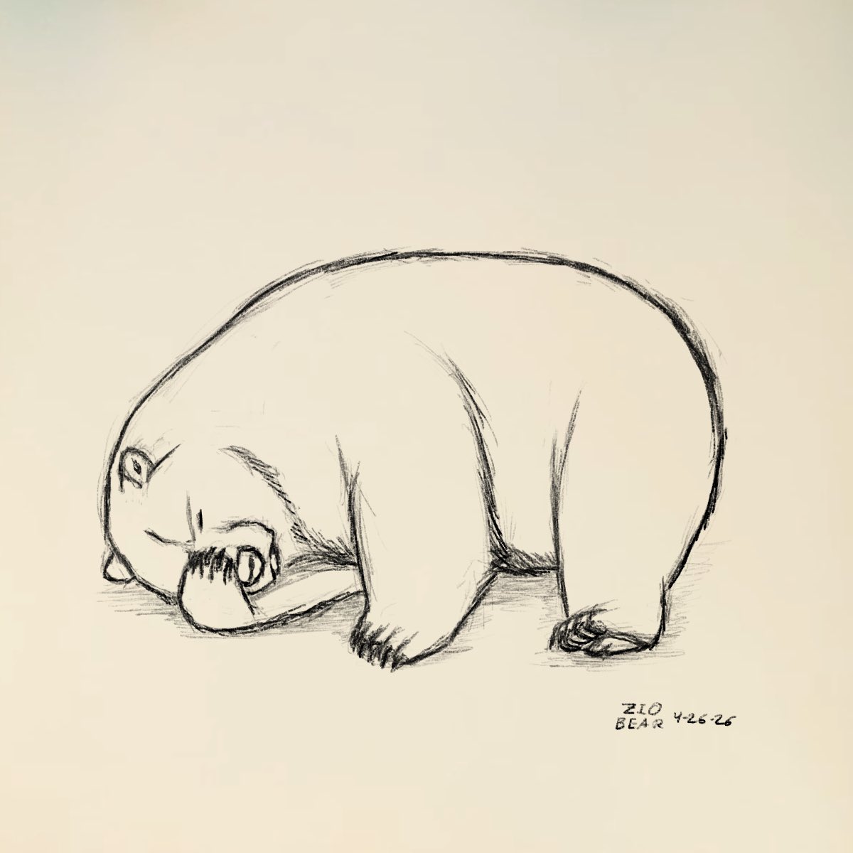Zio the Bear tweet media