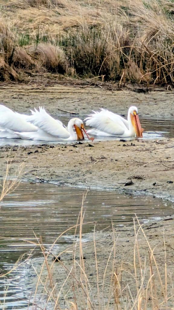 HeidiTown's tweet image. The pelicans are back. 

High Plains Environmental Center, #Loveland, #Colorado.