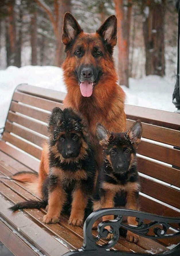 Best in Dogs tweet media