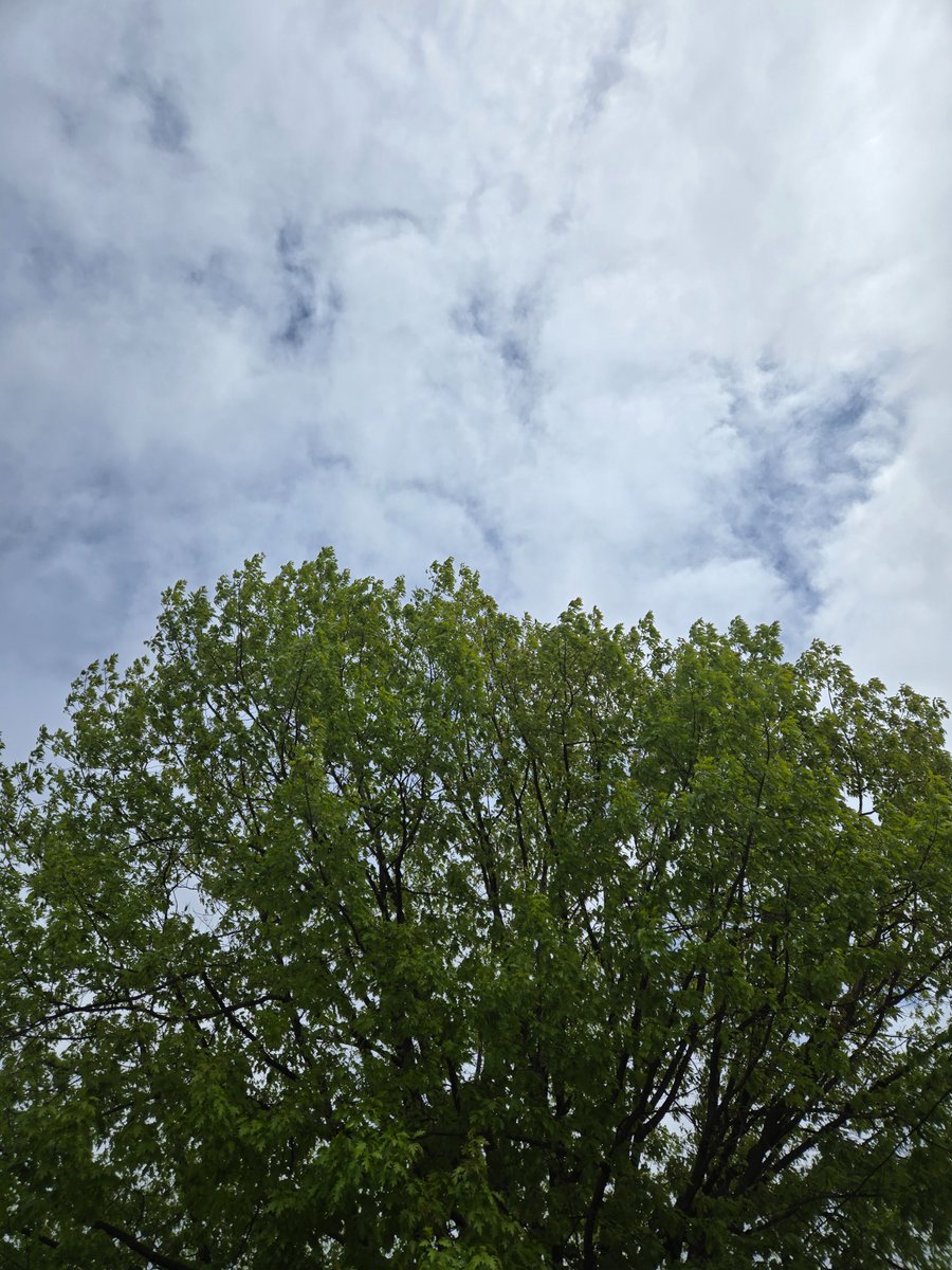Savannah_01228's tweet photo. I have random pics from today too! :)
Something for #AlphabetChallenge #WeekPforPurple; #SundayYellow (those marigolds are sort of yellow); and today's sky - mostly cloudy although peeks of blue crept in and the sun made an appearance here and there. https://t.co/QUUkLyOQRT