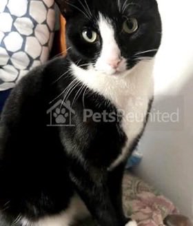 catgirl321's tweet image. #MISSING Extremely pretty tuxie girl KIKI, who has very large soft green eyes, in Northcote Road, Sidcup, Kent DA14 6PW‼️
Last seen 7 December 2021💔
DETAILS &amp;gt; petsr.eu/3FyACJs
#cats #LOST #FindKiki #REWARD 
PLEASE SHARE/RT✔️