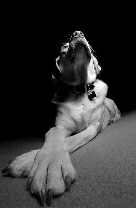 shally dog 🐶🐕 world 🌎 tweet media