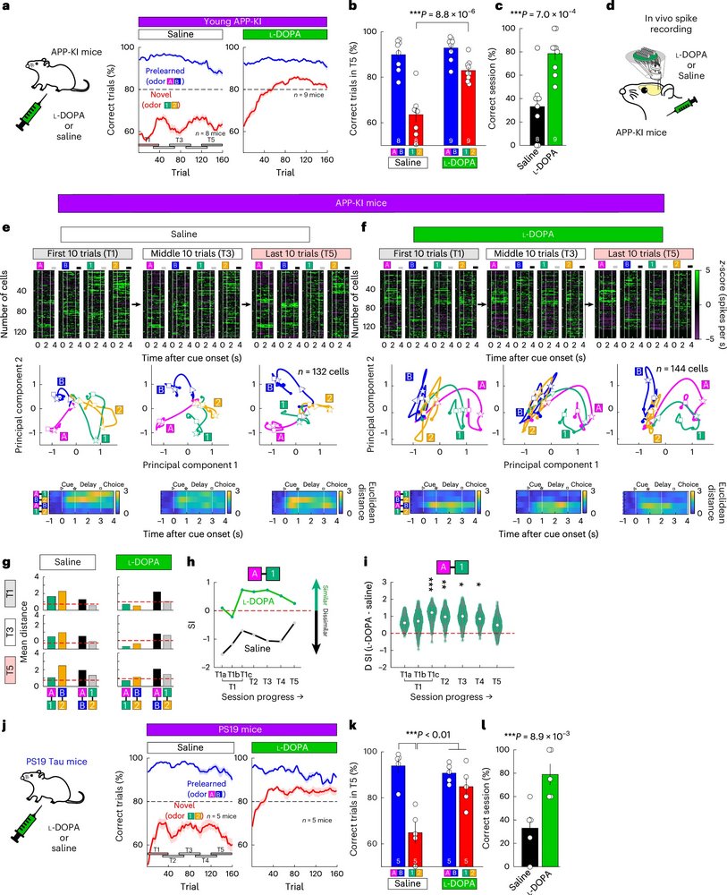 ScienceofPD's tweet image. New research finds early dopamine disruption in the entorhinal cortex of amyloid precursor protein knock-in mouse model of #Alzheimers; Administration of #Parkinsons treatment Levodopa restored memory encoding
nature.com/articles/s4159…