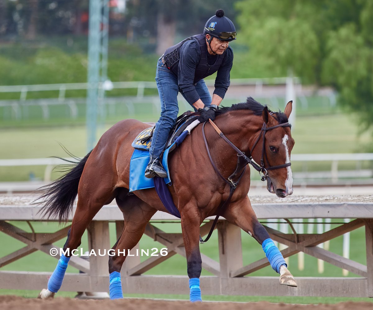 J McLaughlin Safford 🇺🇸 🇮🇪 tweet media