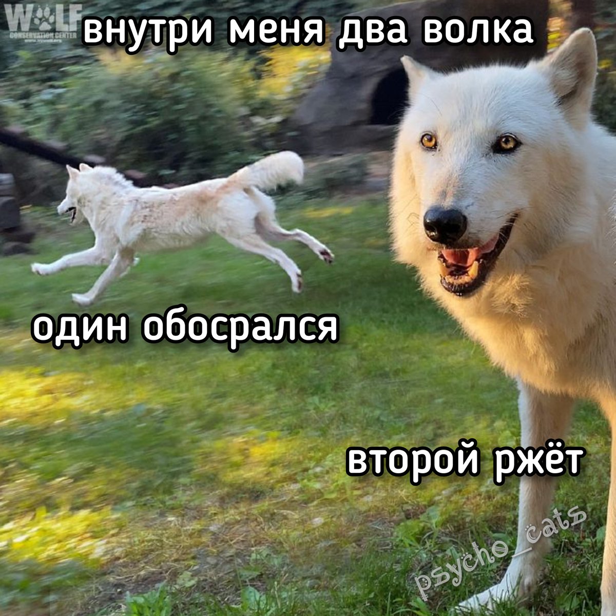 psycho__cats's tweet photo. https://t.co/CIhgxnpI8c
