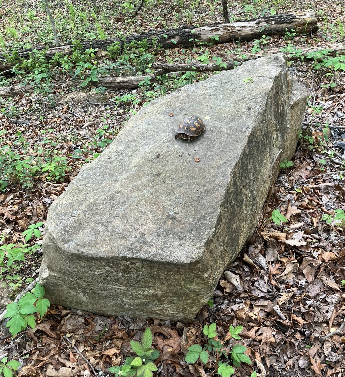 Stan Willenbring tweet media