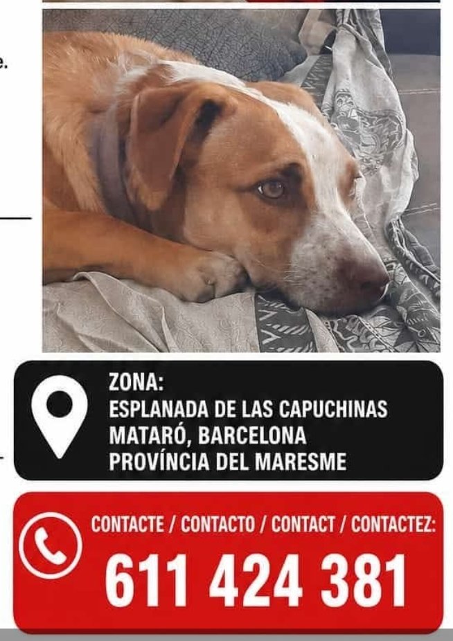 Àrees de Gossos Badalona tweet media