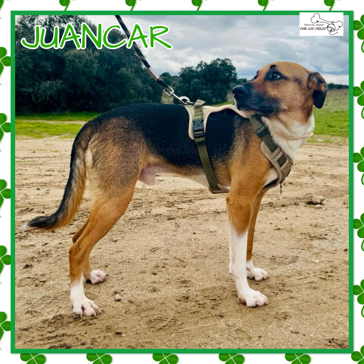 𝐏𝐎𝐑 𝐋𝐎𝐒 𝐏𝐄𝐋𝐎𝐒 tweet media