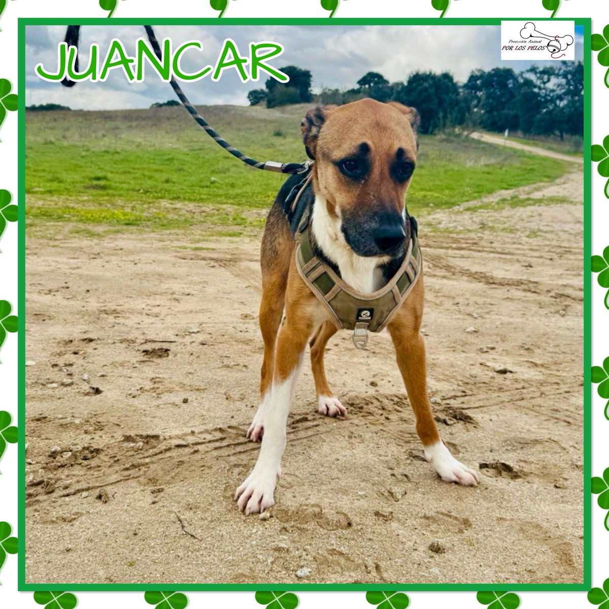 𝐏𝐎𝐑 𝐋𝐎𝐒 𝐏𝐄𝐋𝐎𝐒 tweet media