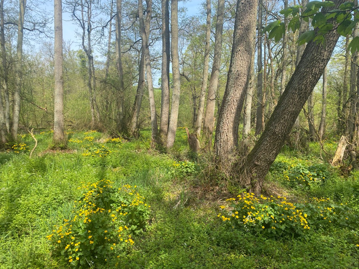 asquith's tweet image. Jackson’s Marshes, #staffordshire #england