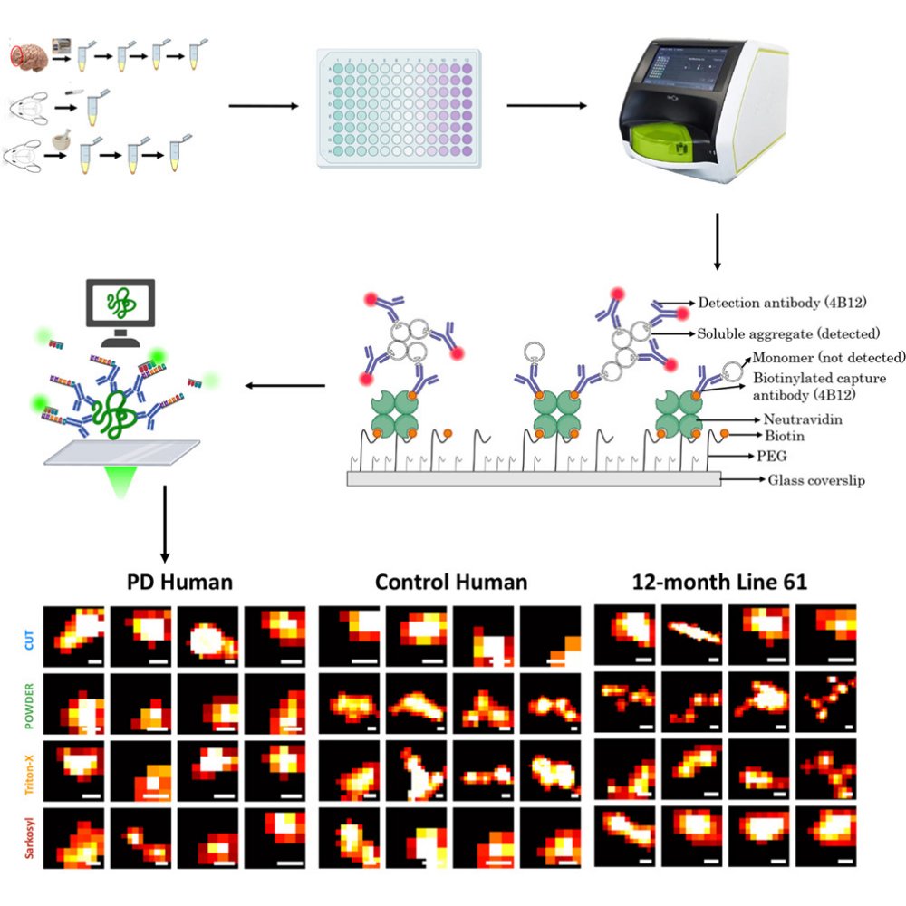ScienceofPD's tweet image. New paper from @KlenermanLab &amp;amp; collaborators combines data modeling &amp;amp; super-resolution imaging to present single-molecule detection methods for studying alpha-synuclein aggregation in postmortem #Parkinsons brain samples
cell.com/cell-reports-m…