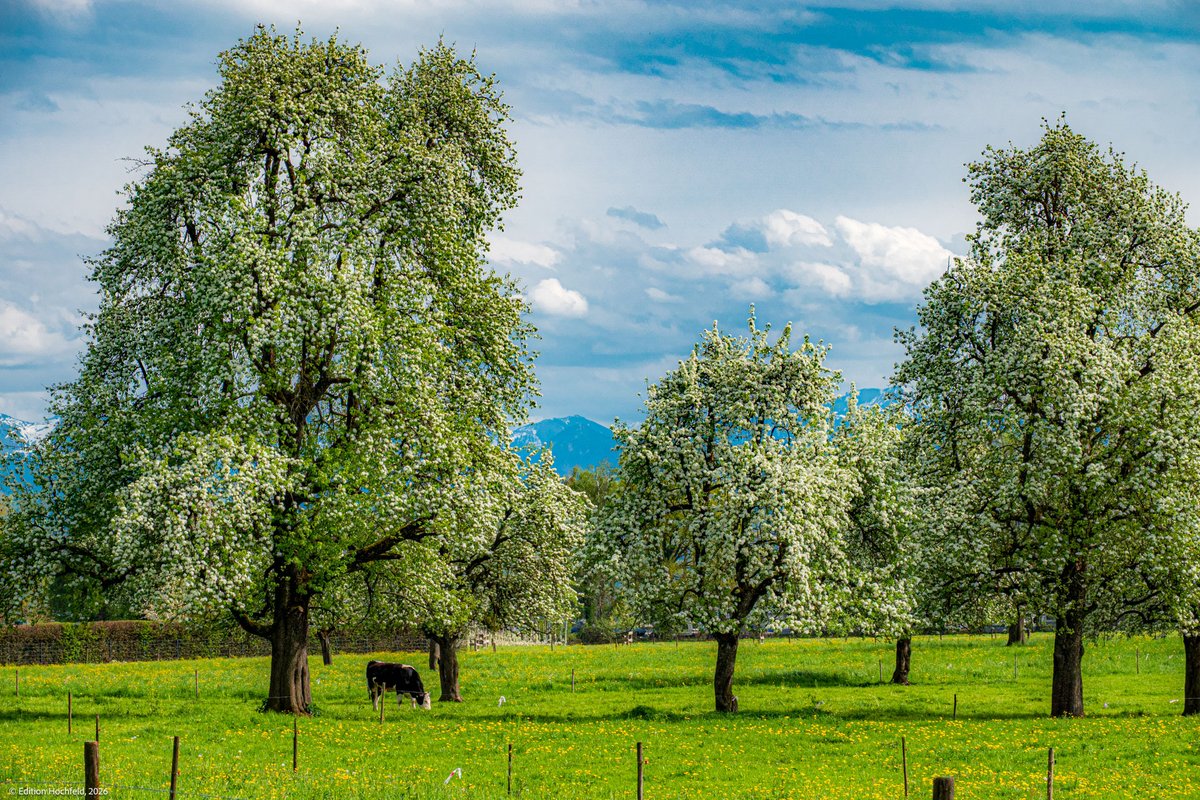 VHochfeld's tweet photo. es gibt sie noch, die alten Birnbäume ...

"Herr von Ribbeck auf Ribbeck im Havelland ... "
#bodensee #fontane #birnbaum https://t.co/dZn0EQXsfX