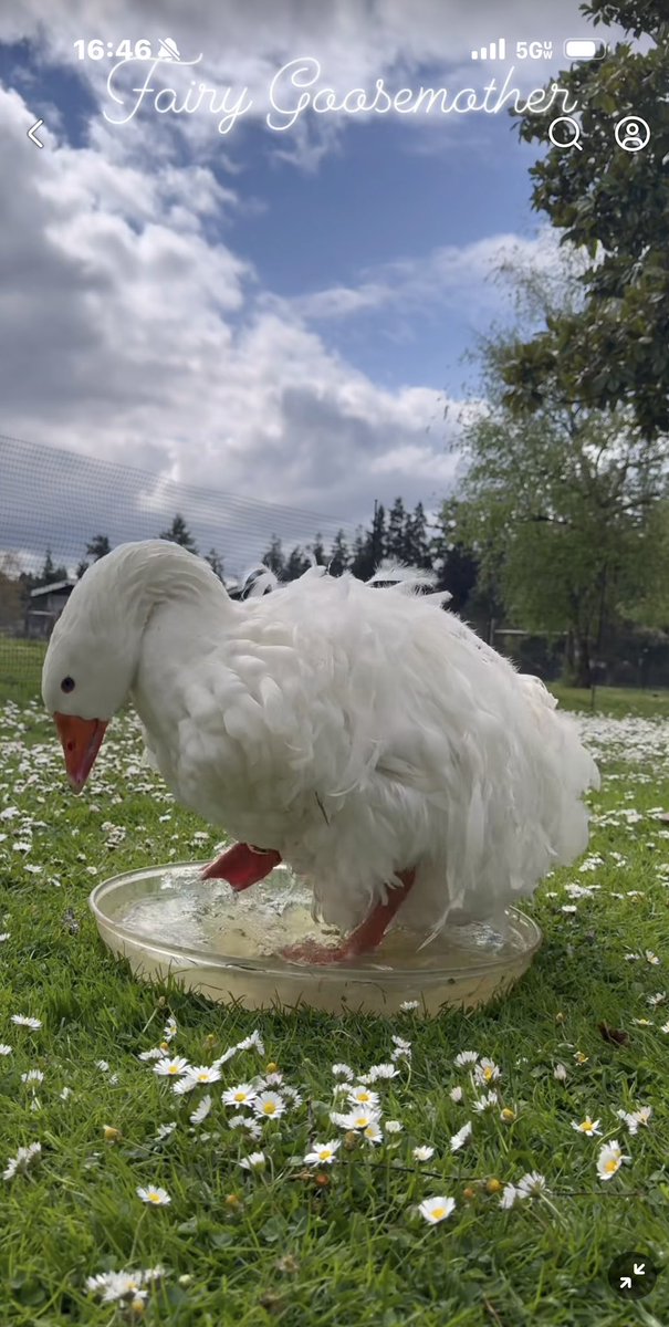 juniiberri's tweet photo. I was scrolling and I came across the fanciest heccin goose I ever did see
So majestic ✨ https://t.co/oTUKKiP4ny