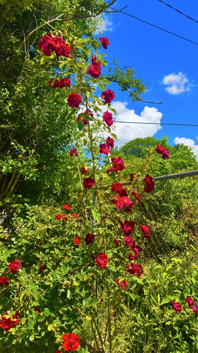 PrettyLiesAlibi's tweet image. Grammys roses are blooming ❤️
