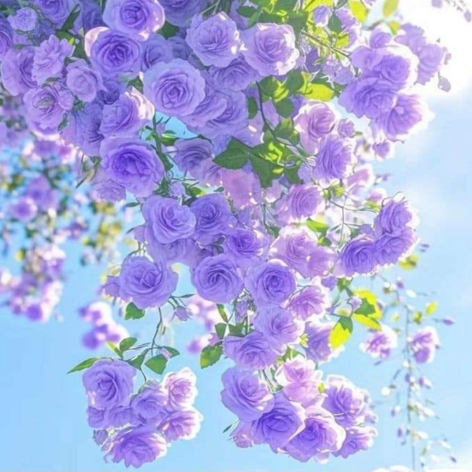christi19671967's tweet image. Nature's delight💜🌹
Have a beautiful day 
💜🌿💫💜🌿💫💜🌿💫💜🌿💫💜