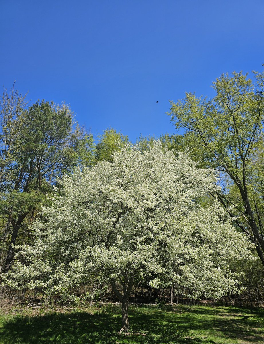 Zedediah Minor tweet media