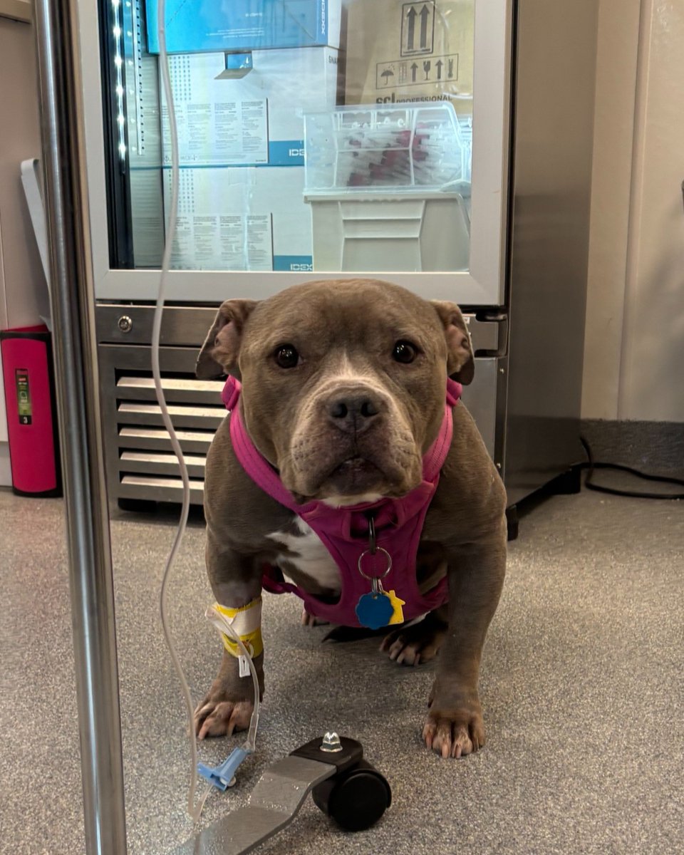 ASPCA tweet media