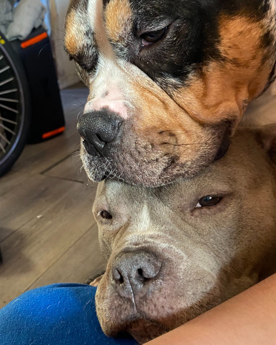 ASPCA tweet media