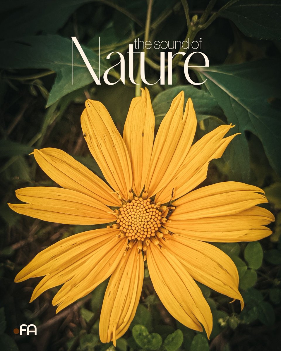 Franck AMANA 🇨🇲 tweet media