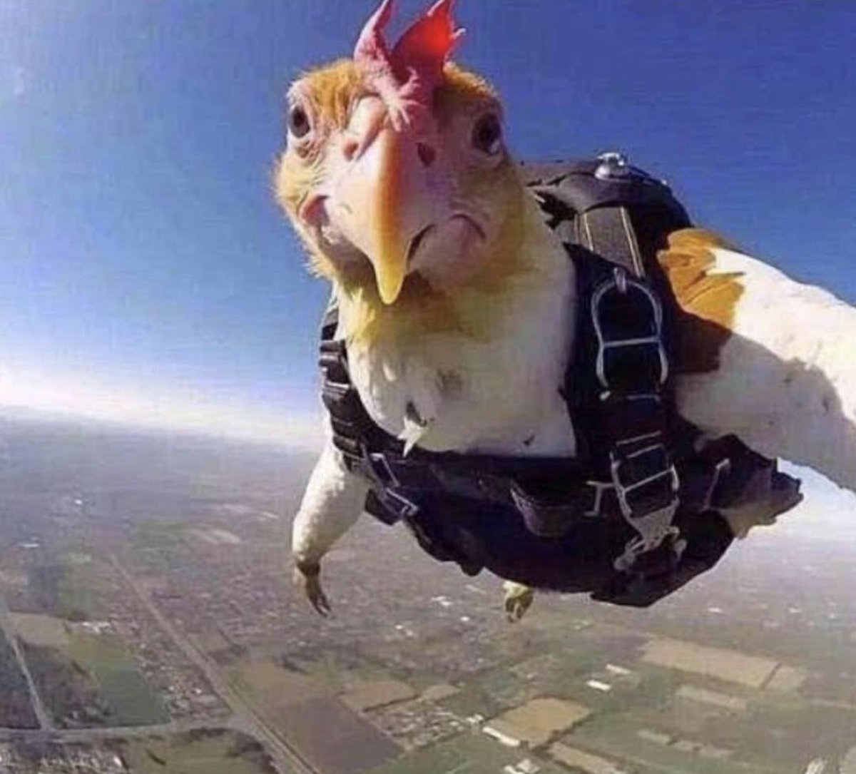 TheRealHensey's tweet photo. Learning to fly https://t.co/9axmZL9IKb