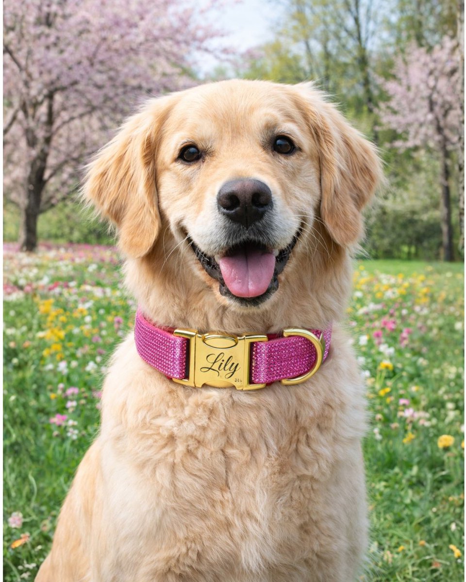 SassyDogCat's tweet photo. This collar = instant compliments 💖🐶

Personalized, sparkling, and made for pups who love attention ✨

🎉 Use code PAW20 for 20% OFF

Shop now:https://t.co/QzuAkaE5Y6
.
.
#DogMom #GoldenRetriever #DogStyle #PetFashion #LuxuryDog #DogCollar #BlingDog #ShopSmall #DogLovers https://t.co/VbVLr4KLUh