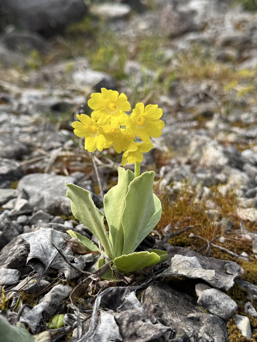 Bund Naturschutz Ortsgruppe Weilheim tweet media