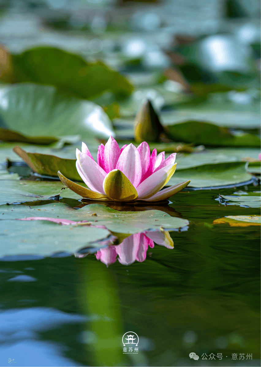 وسام البيك tweet media