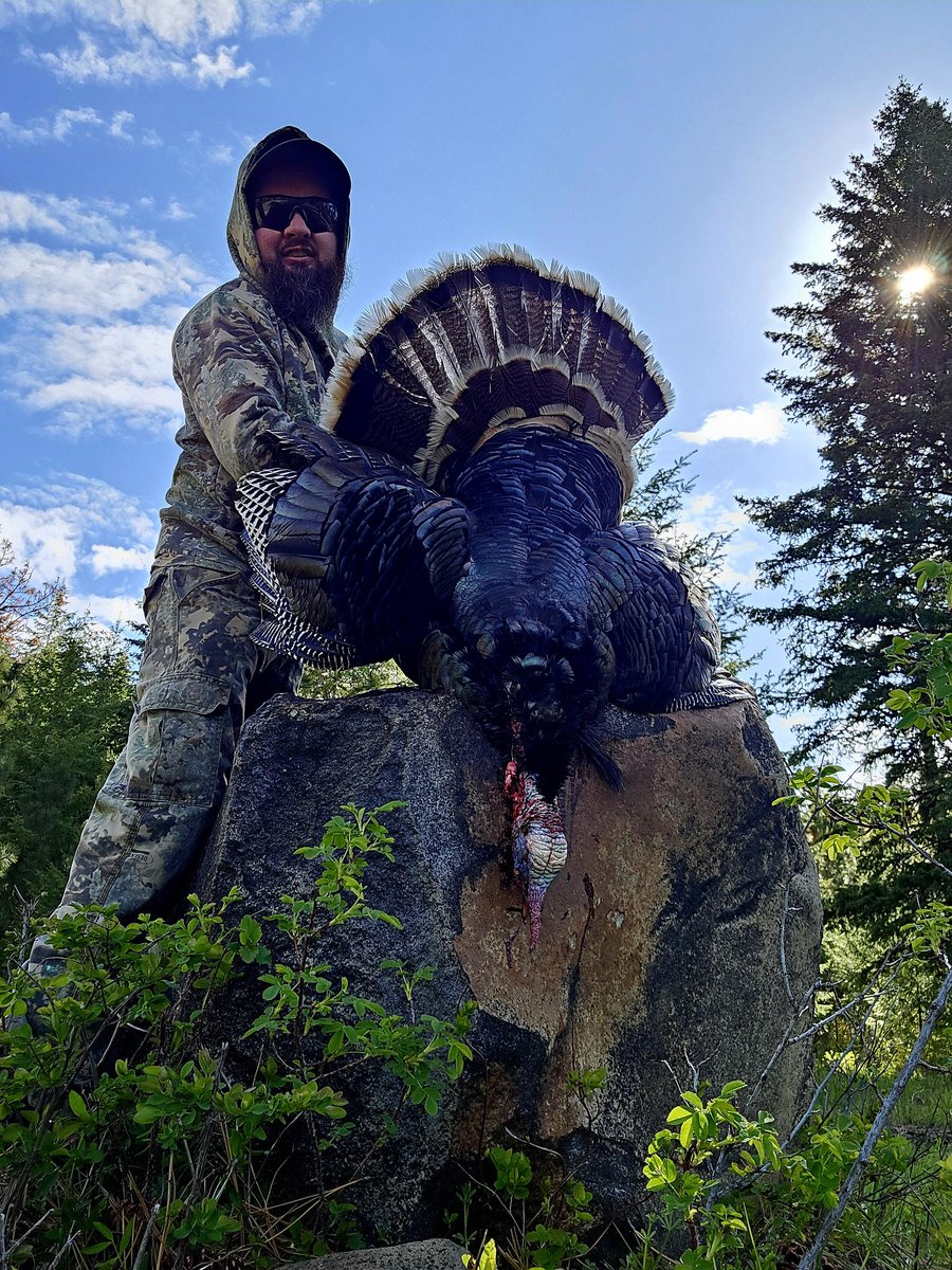 rzzzilla's tweet photo. Gobbler down! https://t.co/vvS91AC796
