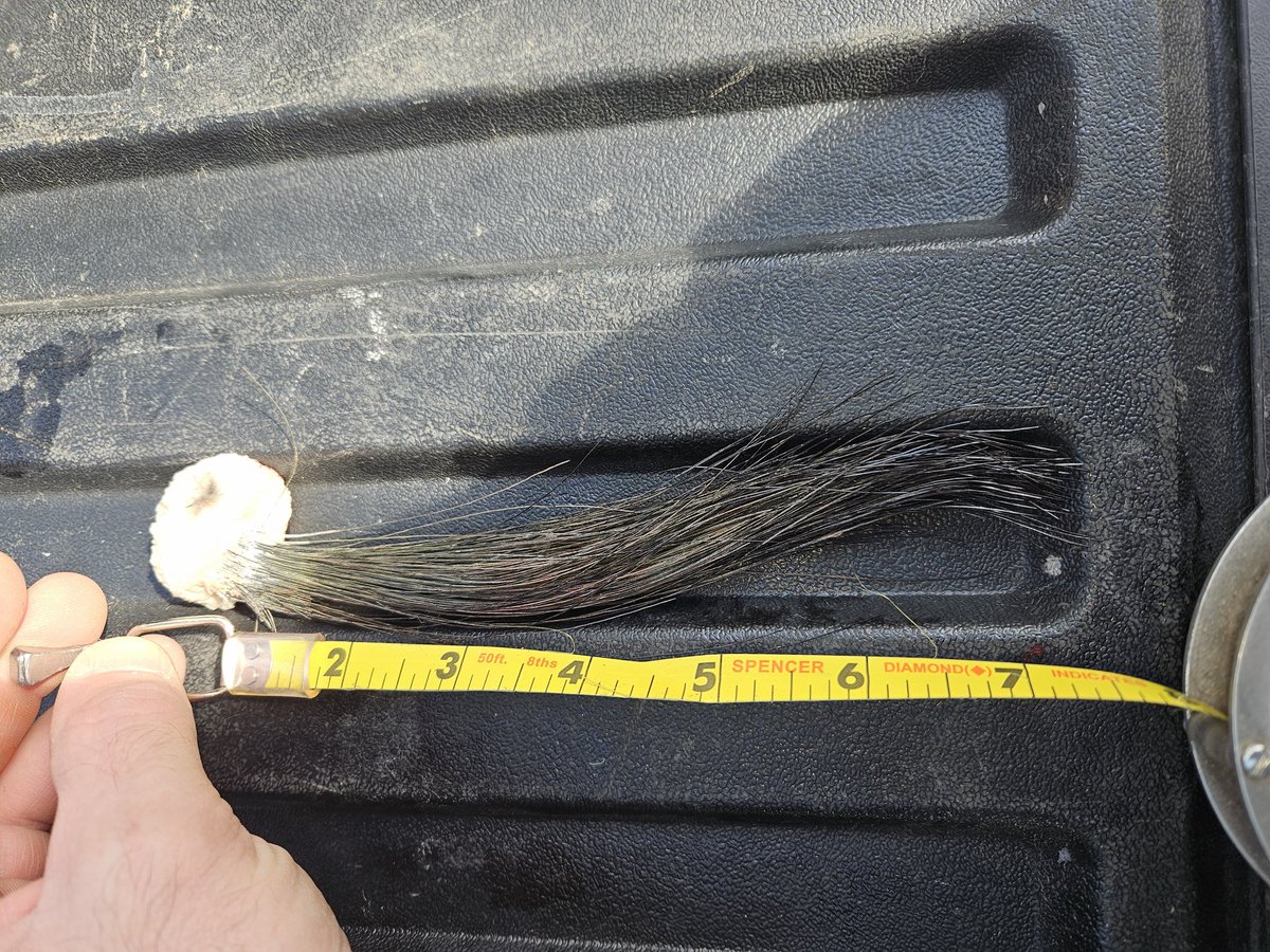 rzzzilla's tweet photo. Gobbler down! https://t.co/vvS91AC796