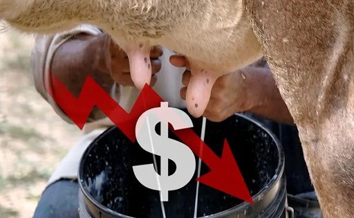 eDairyNewsEs's tweet image. #NoticiasDeLaSemana / #Lechería en riesgo: “el #productor tiende a desaparecer”. Lea la Noticia 👉  buff.ly/EECyfcN