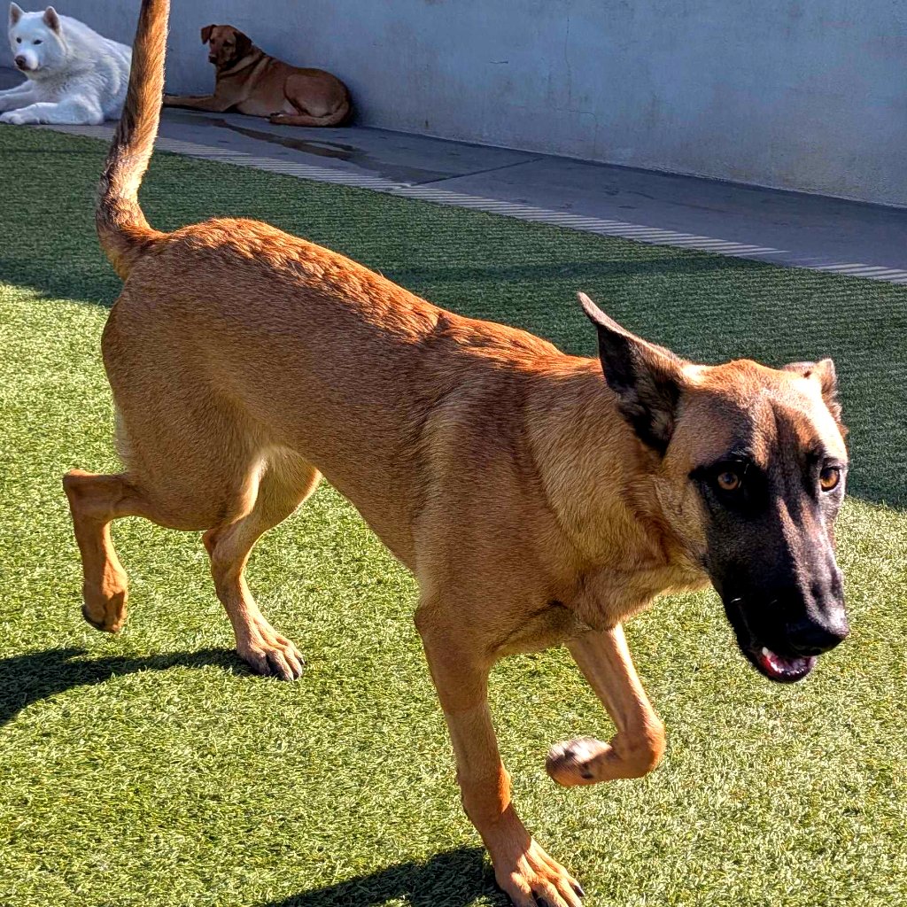 animalkeepersd's tweet image. "Make it quick!" - Mia

theanimalkeeper.com/camp/

#mia #pets #sdpets #sandiegopets #powaypets