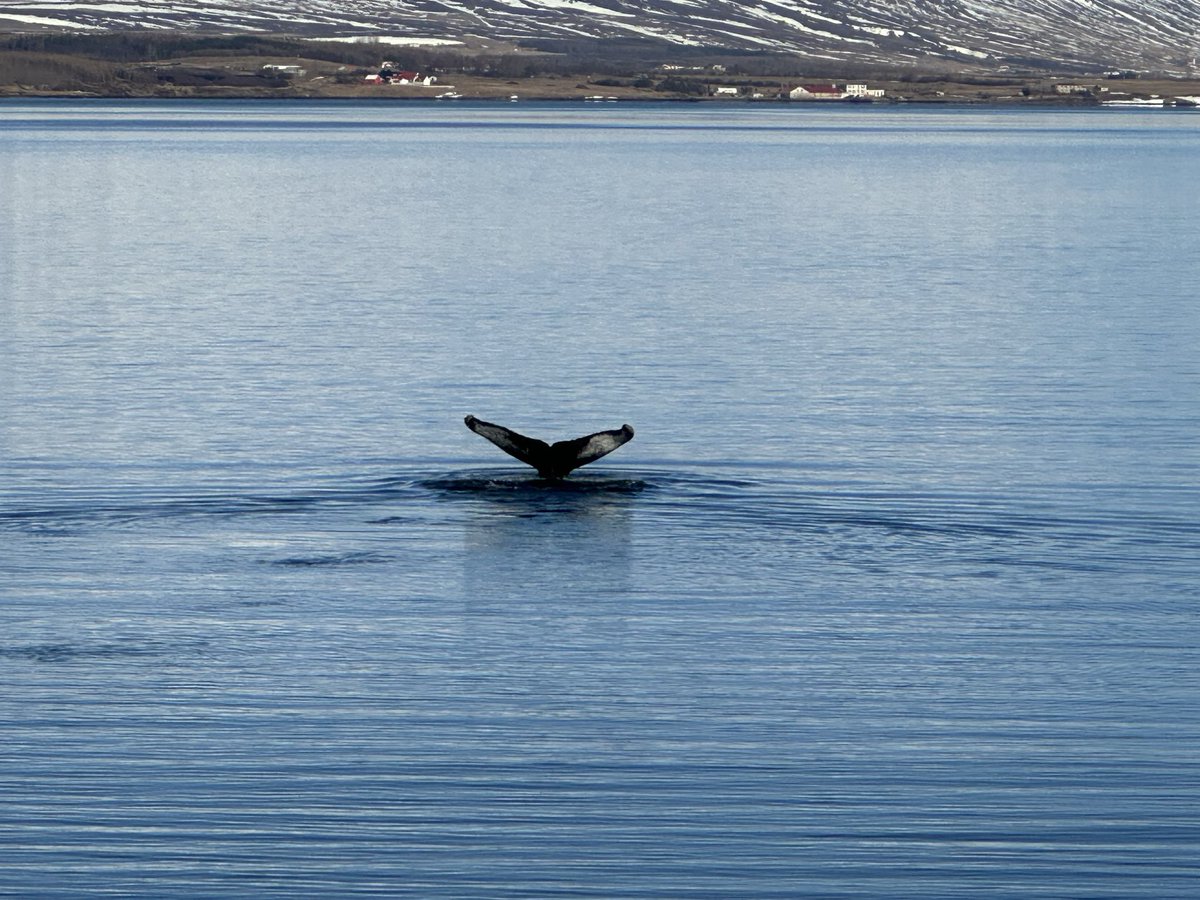 MarioHesse01's tweet image. … schön war‘s mit AIDA und einzigartig, wie immer.☺️ Einmal Island und zurück, was für tolle Eindrücke, Entspannung pur, Unterhaltung, Ruhe, Gastfreundschaft, … einfach genial und empfehlenswert. 👍🏻🤗 #AIDA #Island #AIDAsol #Wale #Urlaub #Nordlichter