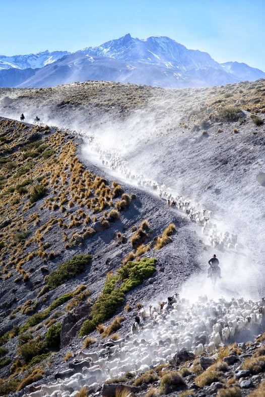 Mario Cippitelli tweet media