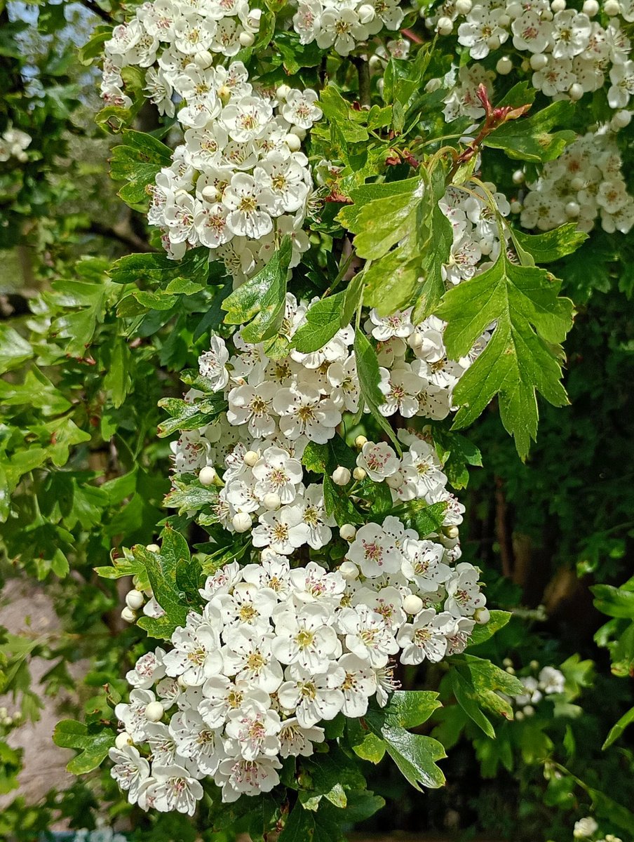 Bambigoesforth's tweet image. Here are some #wildflowers from Longdendale for this week's #HedgerowChallenge for #wildflowerhour 
@wildflower_hour