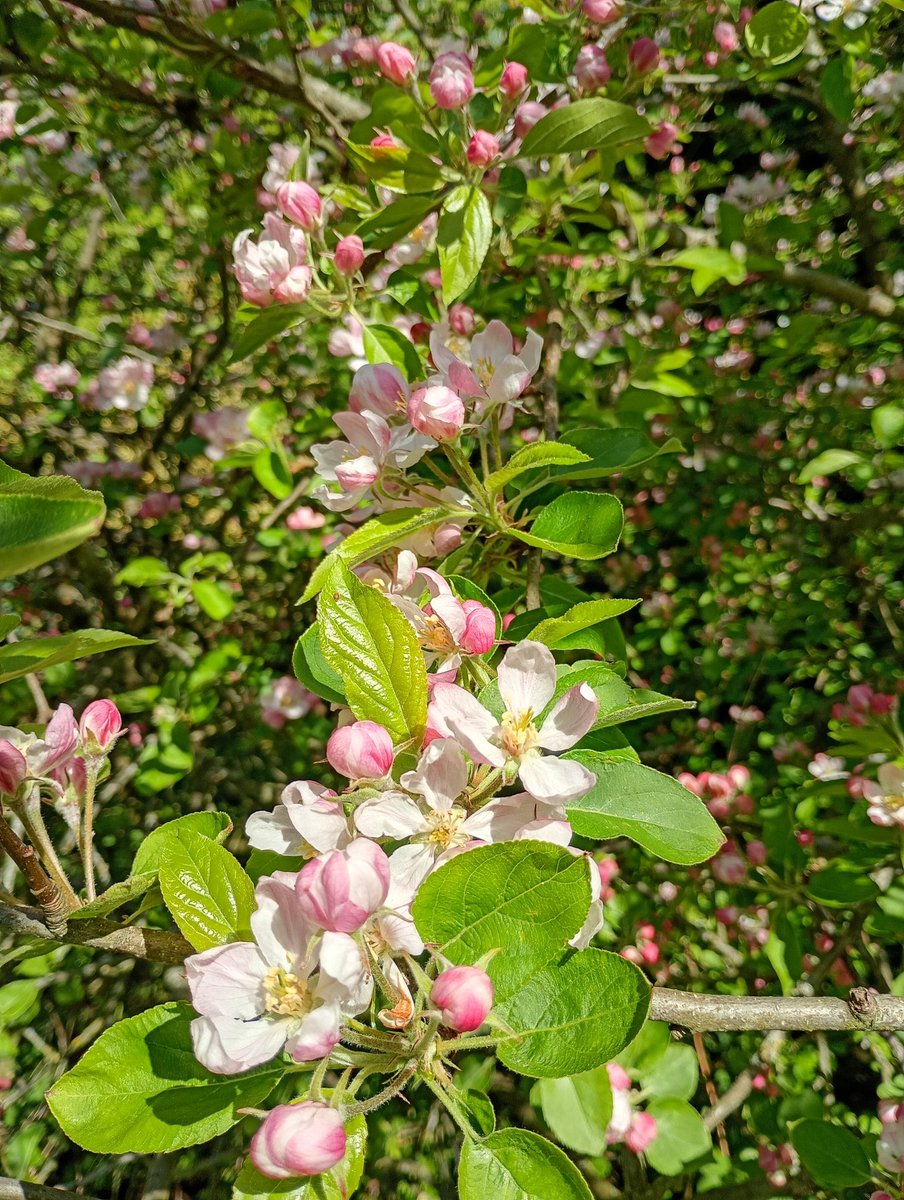Bambigoesforth's tweet image. Here are some #wildflowers from Longdendale for this week's #HedgerowChallenge for #wildflowerhour 
@wildflower_hour
