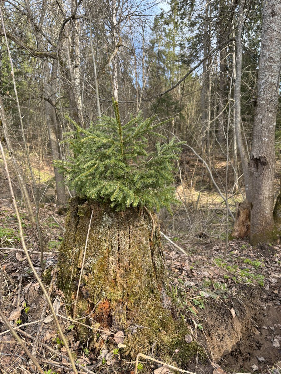 КАТЕЧКА 🪴 АЛОЭÖ tweet media