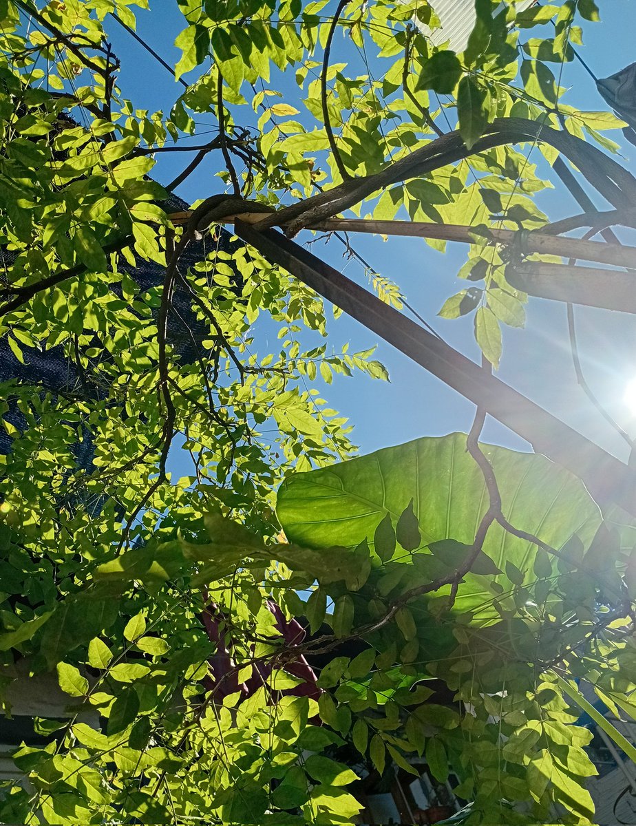 mujer de lorde ⚢ tweet media