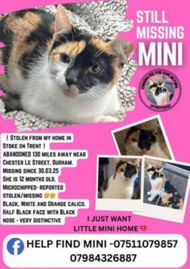 LisaClareRead2's tweet image. Over a year &amp;amp; Mini is still missing😢
She was stolen from her home in Stoke on Trent &amp;amp; dumped just south of Chester Le Street near the A1
Spotted near Castle Dene and Lumley New Road. 
She’s only young,please help get her home 💔
#stolendoghour #Hartlepool #NorthEast #Cats